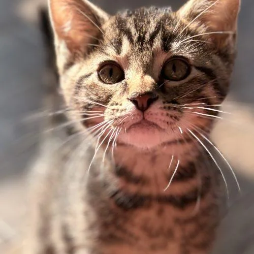 A baby small-sized male Tabby (Brown / Chocolate) Domestic Short Hair cat named Plot for adoption in Tipp City, OH