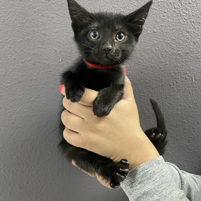 A baby medium-sized female Domestic Short Hair cat named Diet Coke for adoption in Henderson, NV