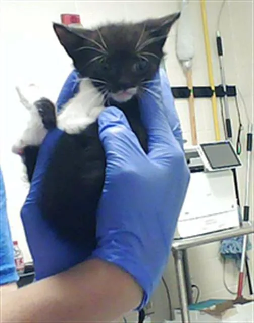 A baby small-sized female Domestic Short Hair cat named Mileena for adoption in Fayetteville, NC