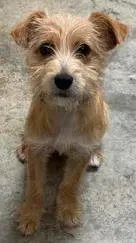 A baby small-sized female Mixed Breed dog named Diva for adoption in Lampasas, TX