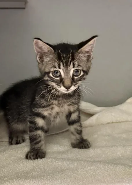 A baby medium-sized male Tabby (Buff / Tan / Fawn) Domestic Short Hair cat named Itsy for adoption in Honesdale, PA