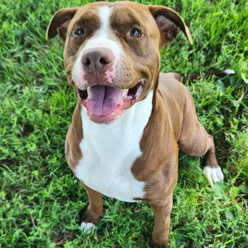 An adult large-sized female Pit Bull Terrier dog named Riot for adoption in Danville, KY