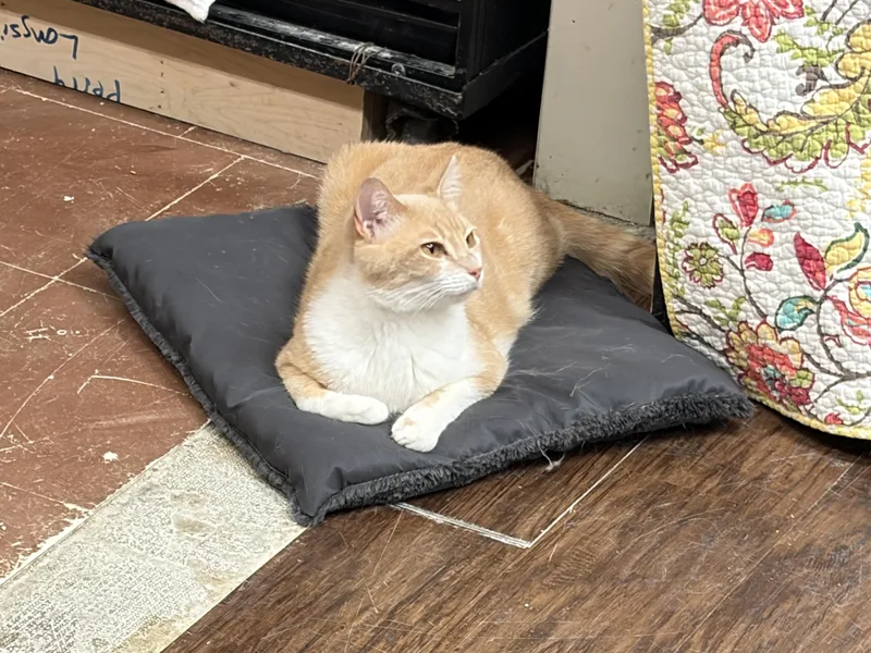 A young medium-sized male Orange & White Domestic Short Hair cat named Butterscotch for adoption in Perry, GA