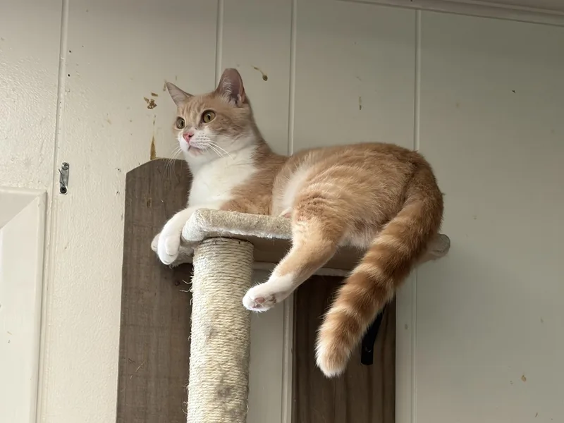 Butterscotch thumbnail 3