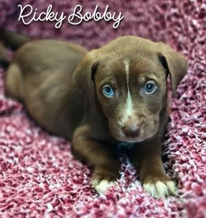 A young large-sized male Shepherd dog named Ricky Bobby for adoption in Kansas City, MO