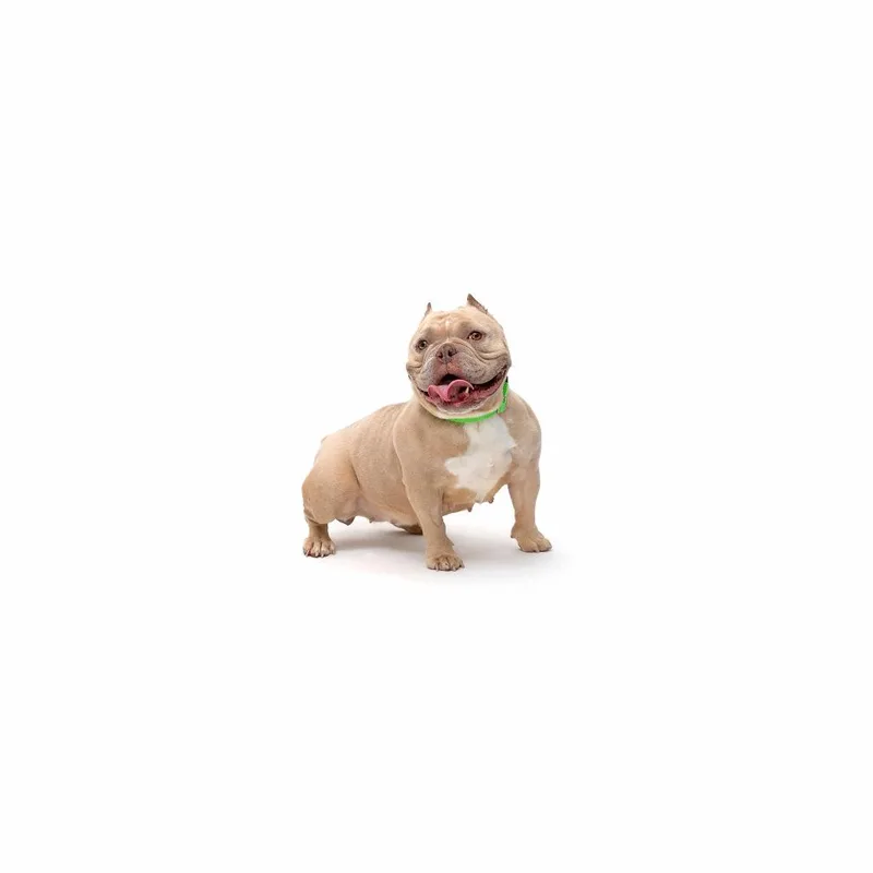 An adult medium-sized female Yellow / Tan / Blond / Fawn Mixed Breed dog named Bernie for adoption in Playa Vista, CA