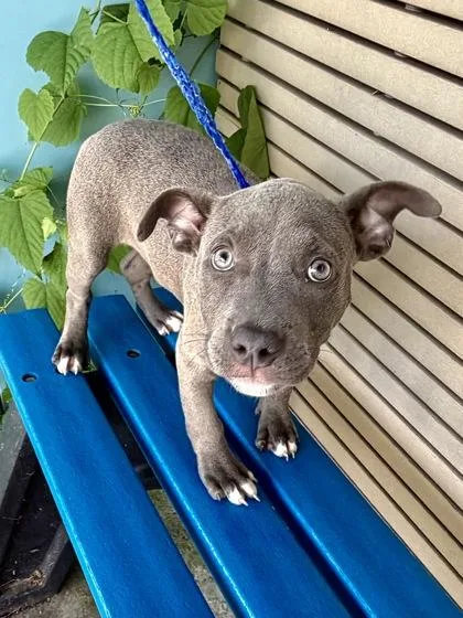 A baby small-sized female Pit Bull Terrier dog named Lizzo for adoption in New Orleans, LA