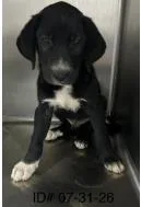 A baby large-sized male Mixed Breed dog named Gator for adoption in Largo, FL