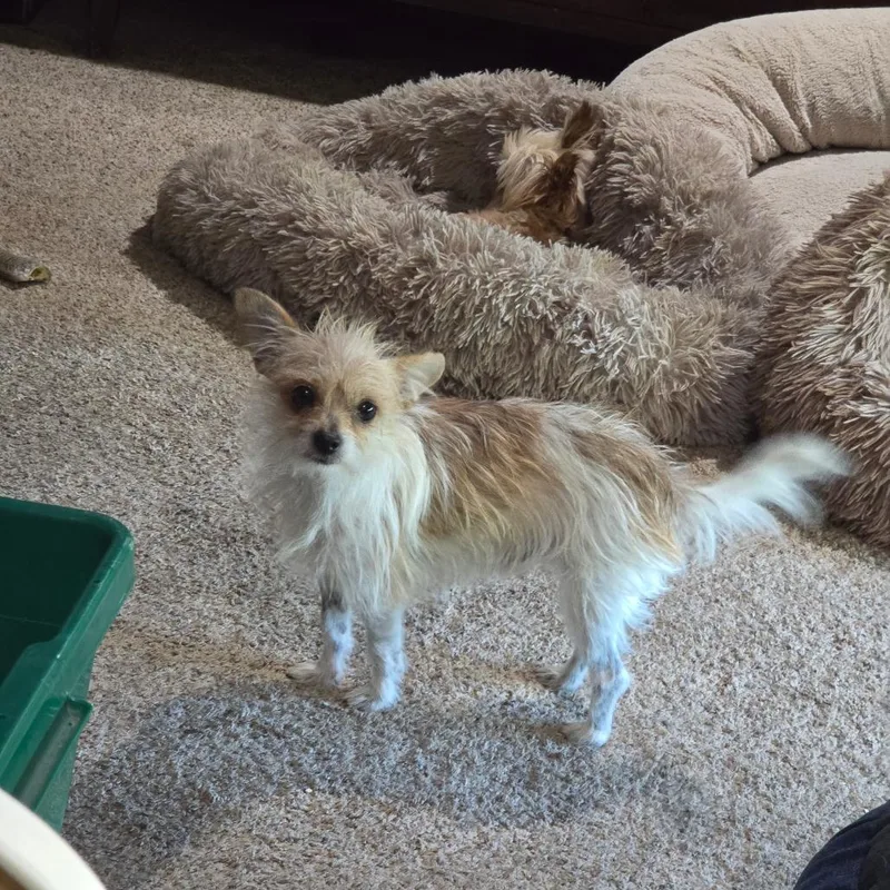 A young small-sized male Chihuahua dog named Sawyer for adoption in Enid, OK