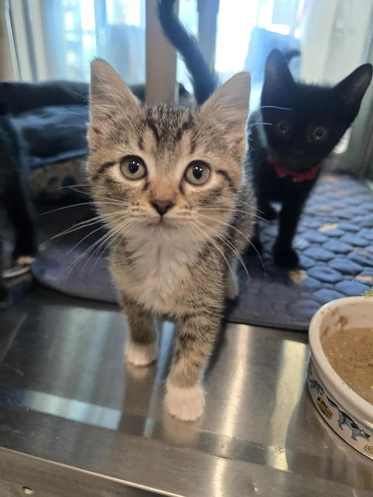 A baby small-sized female Domestic Short Hair cat named Half Baked for adoption in Wellington, KS