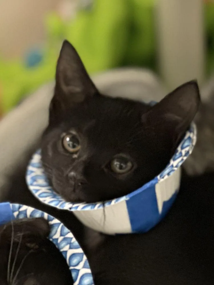 A baby small-sized female Black Domestic Short Hair cat named Mango for adoption in Alexandria, VA