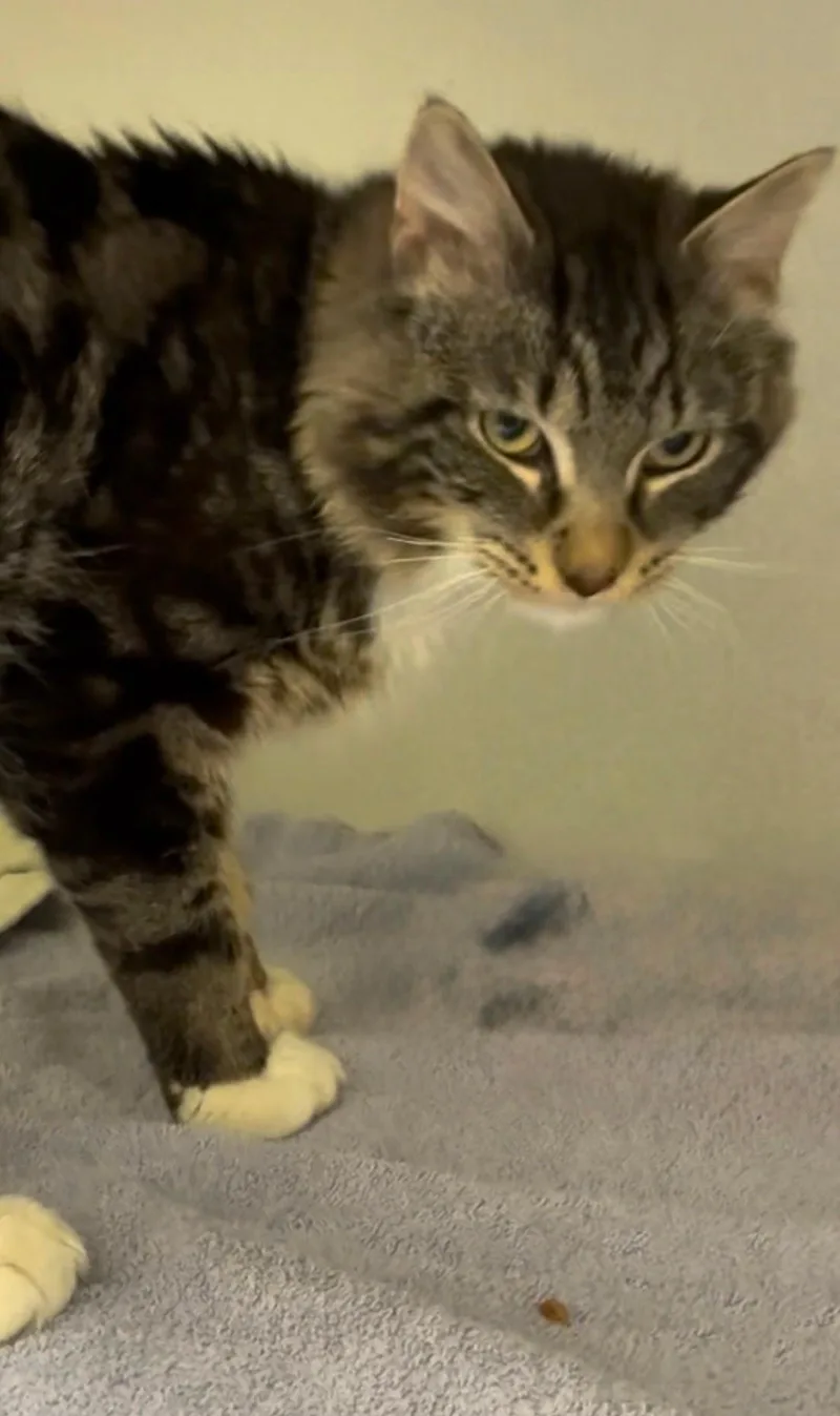 A baby medium-sized male Tabby (Gray / Blue / Silver) Domestic Short Hair cat named Bruno Mars for adoption in Great Neck, NY