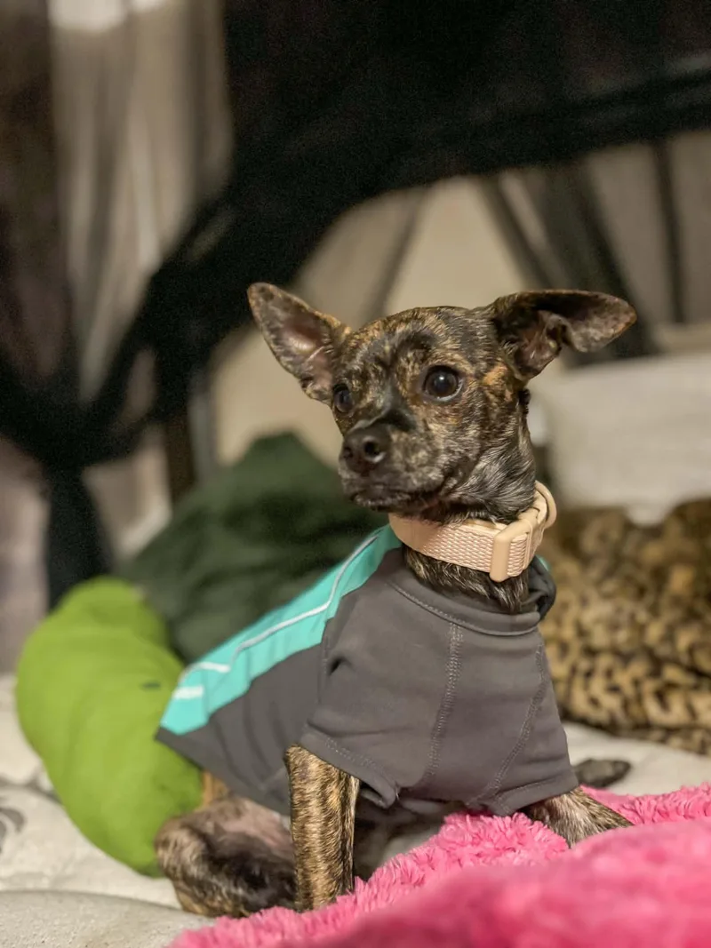 An adult small-sized female Chihuahua dog named Figgie Smalls for adoption in Salt Lake City, UT