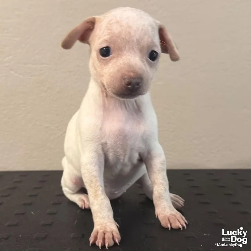 A baby small-sized female Chihuahua dog named Didi for adoption in Washington, DC