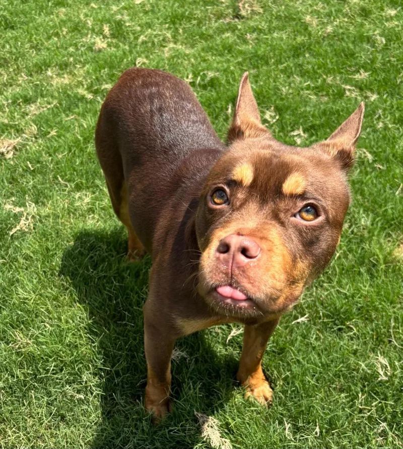 A senior medium-sized female Staffordshire Bull Terrier dog named Tootsie for adoption in Little Elm, TX
