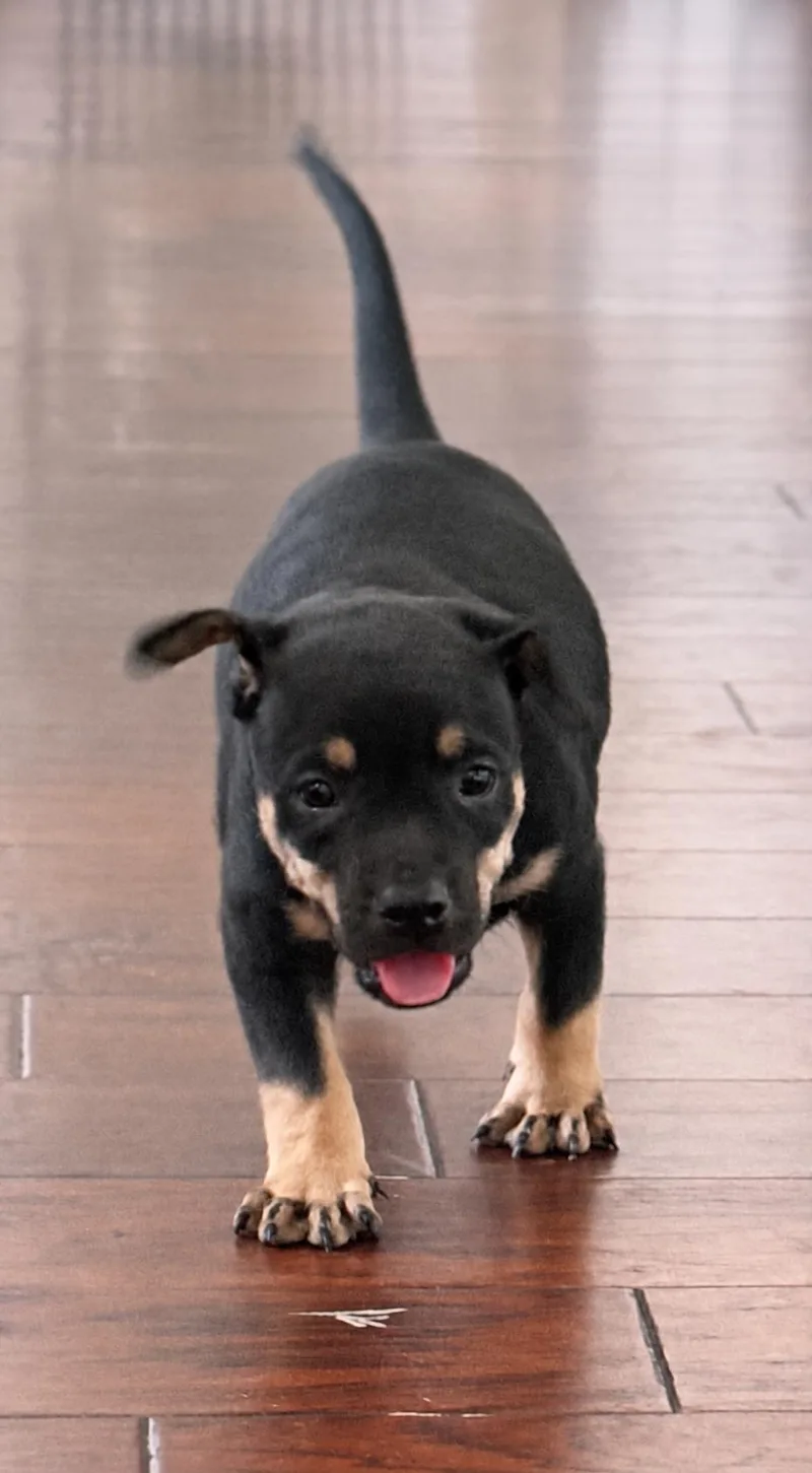 A baby medium-sized male Black Pit Bull Terrier dog named Onyx for adoption in Mansfield, TX
