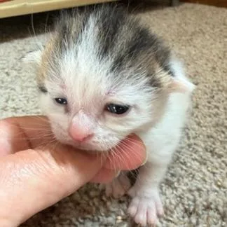 A baby small-sized female White Domestic Short Hair cat named Recluse for adoption in Mount Juliet, TN