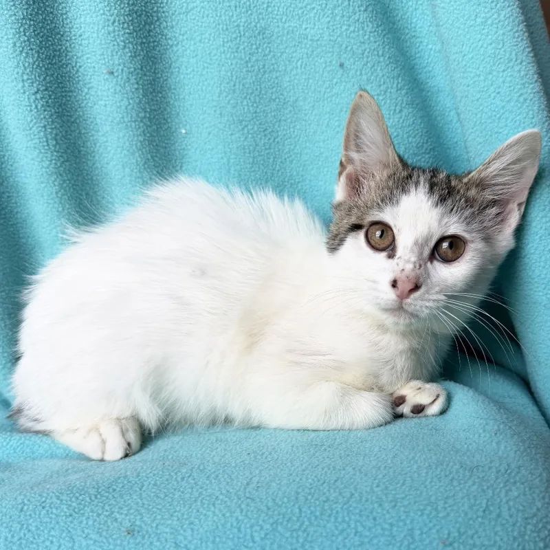 Recluse thumbnail 2