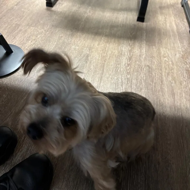 Txacstray thumbnail 2