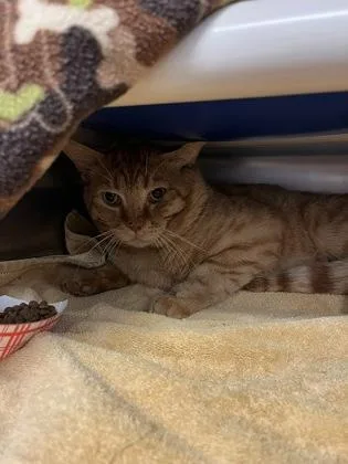 An adult small-sized male Domestic Short Hair cat named Thor for adoption in Seattle, WA