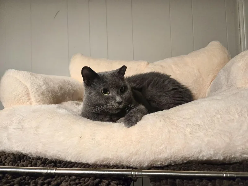 An adult small-sized female Domestic Short Hair cat named Olive for adoption in Patchogue, NY