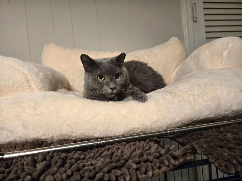 Olive thumbnail 2