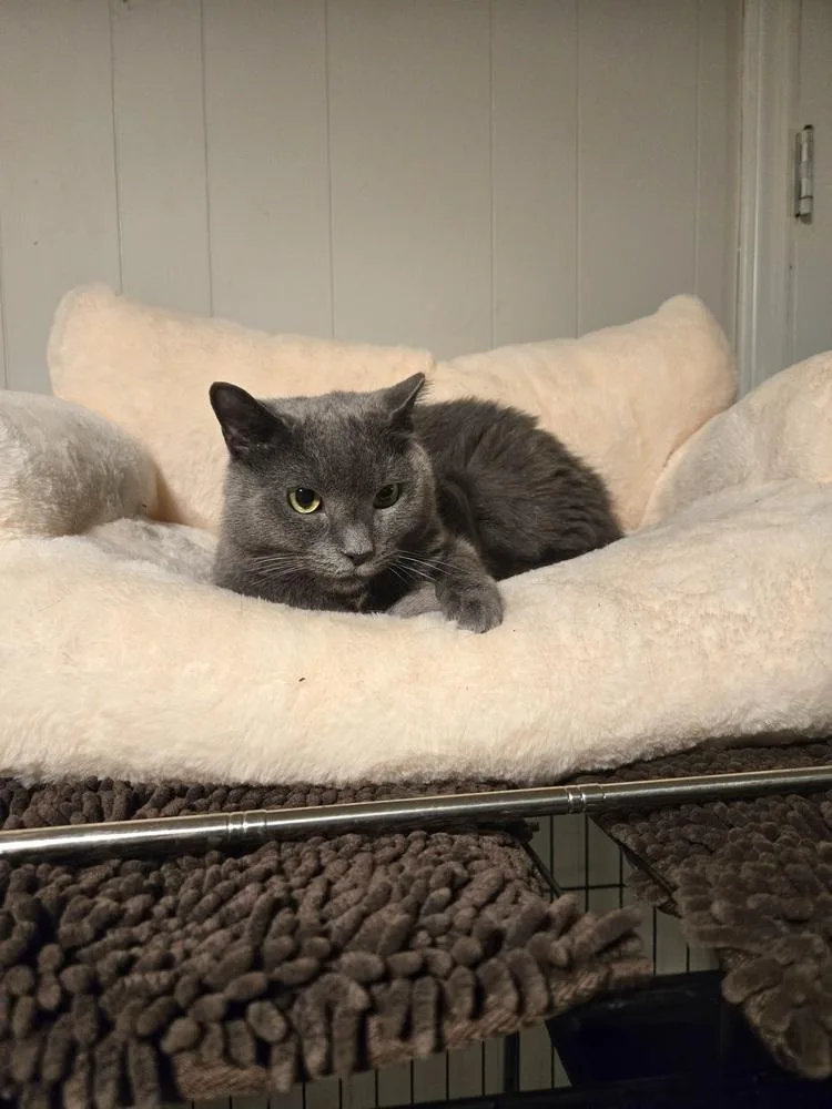 Olive thumbnail 6