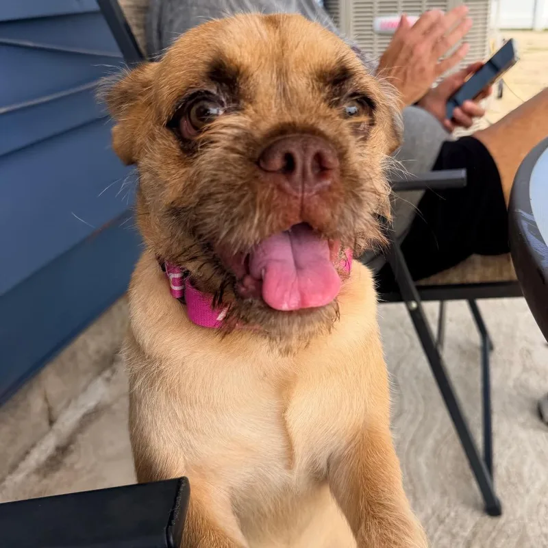 A young small-sized female Golden Pug dog named Carolina for adoption in Saint John, IN