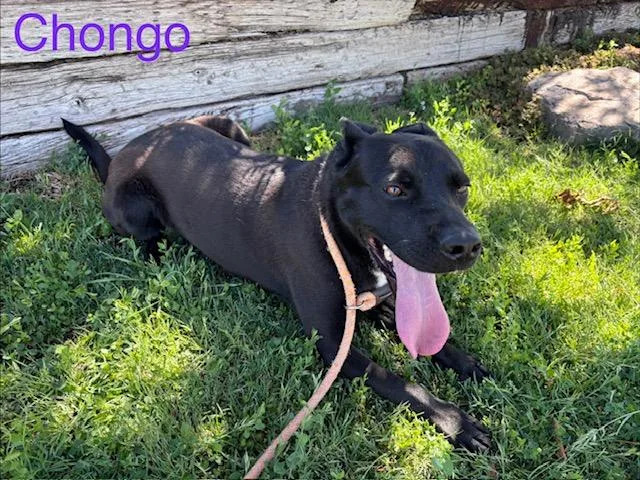 An adult large-sized male German Shepherd Dog dog named Chongo for adoption in Albuquerque, NM