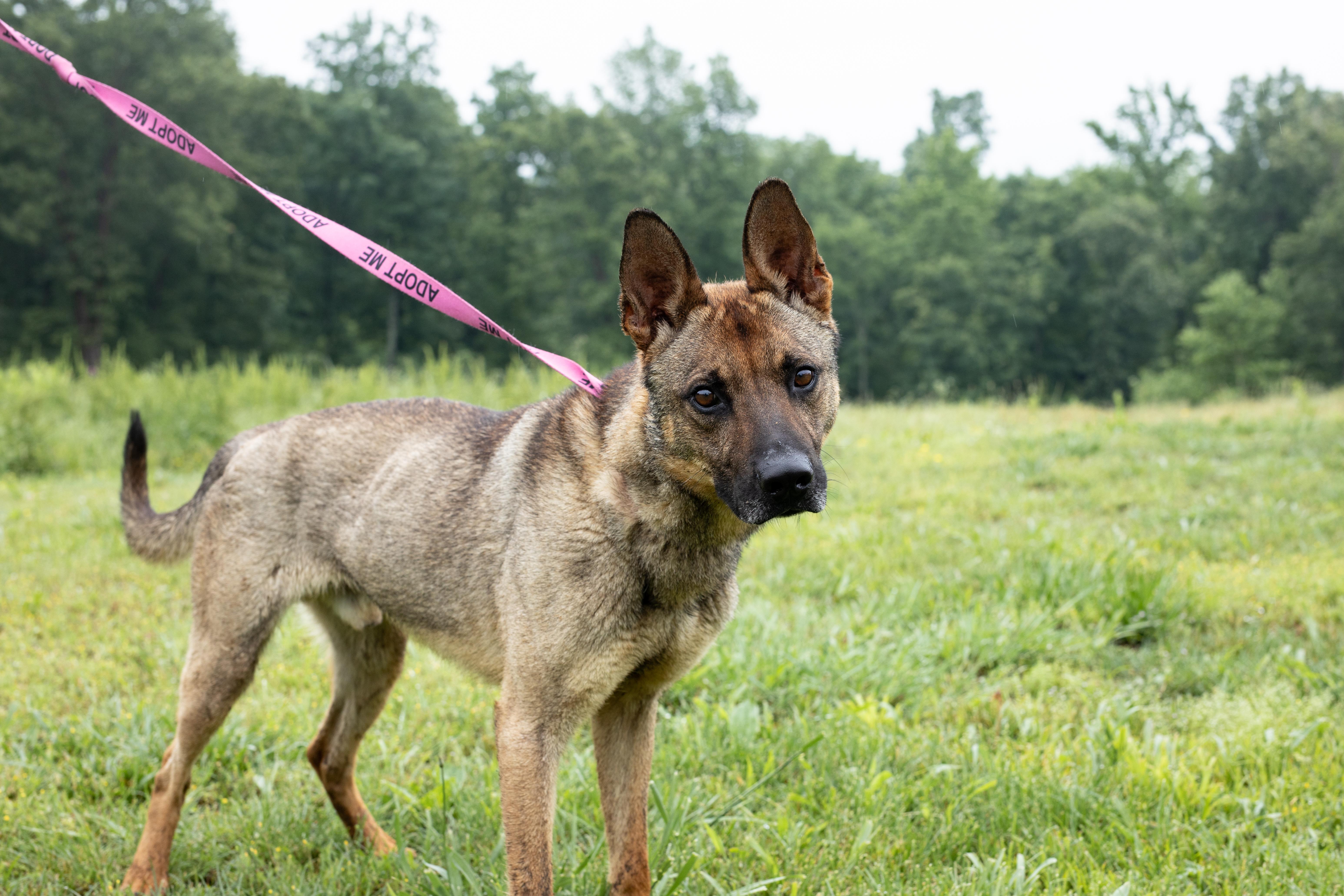 An adult large-sized male Belgian Shepherd / Malinois dog named Benji for adoption in Dixon, KY