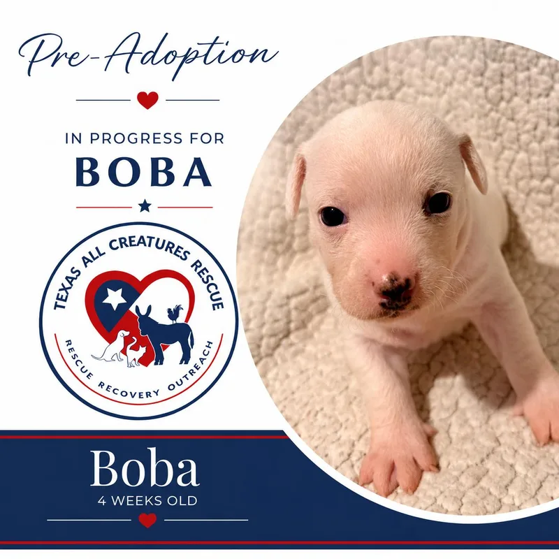 Boba