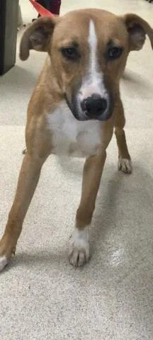 A young medium-sized male Australian Cattle Dog / Blue Heeler dog named Sage for adoption in Riverside, CA
