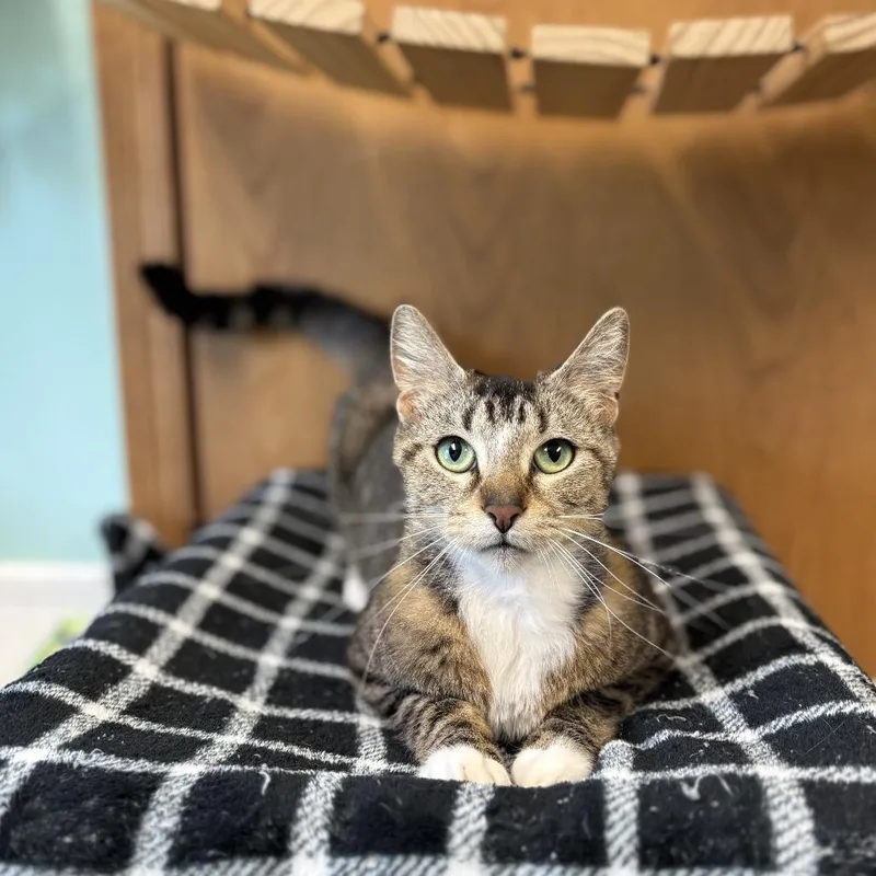 A young medium-sized female Brown / Chocolate Domestic Short Hair cat named Nessie for adoption in Fargo, ND
