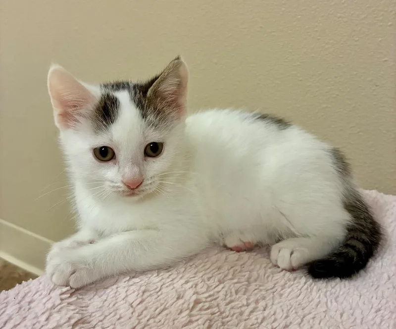 A baby medium-sized female Domestic Short Hair cat named Easter Lily for adoption in Fort Lupton, CO