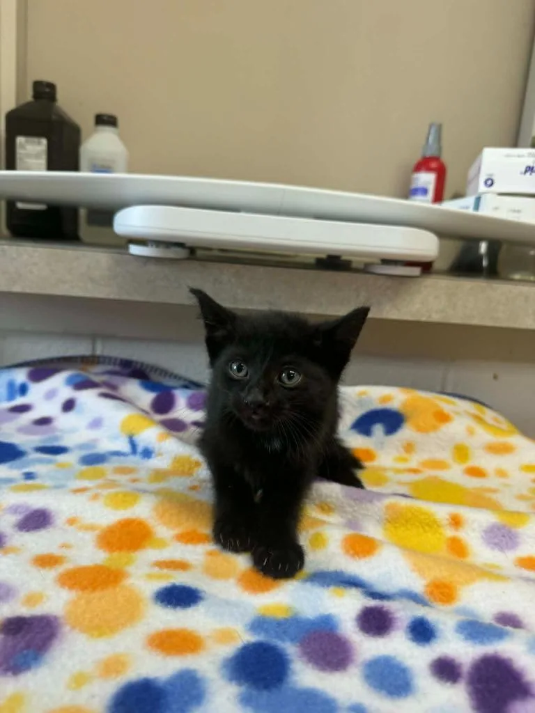 A baby medium-sized female Domestic Short Hair cat named Sister Bonnie Jean for adoption in Marion, OH