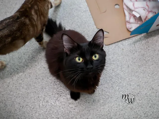 Eloise