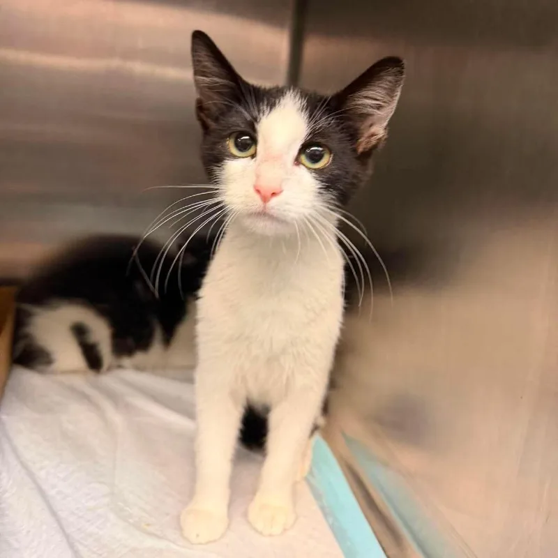 A baby small-sized female Black Domestic Short Hair cat named Dumpling for adoption in Shinnston, WV