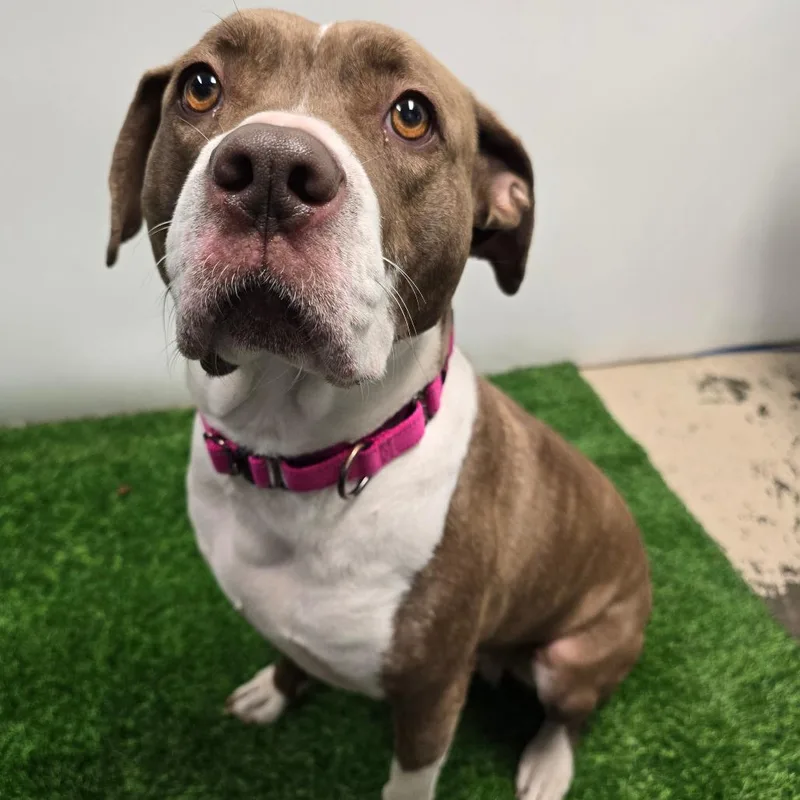 An adult large-sized female Brown / Chocolate Pit Bull Terrier dog named Natara for adoption in Columbia, MO