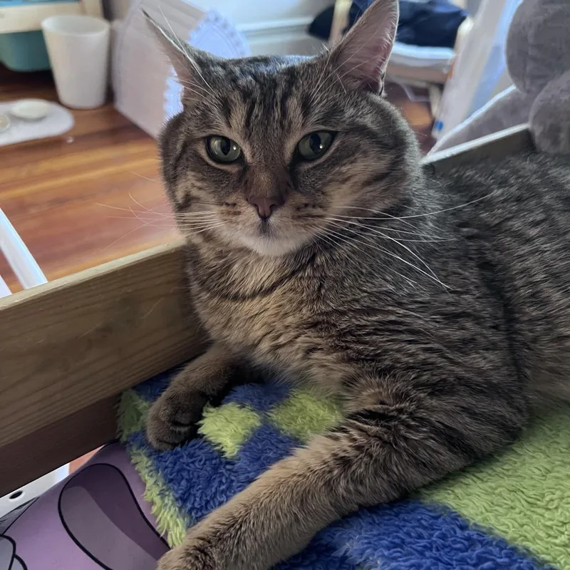 An adult medium-sized male Black Domestic Short Hair cat named Tutu for adoption in Wakefield, MA