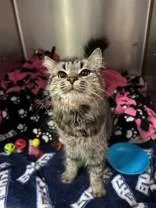 A young medium-sized female Tabby (Brown / Chocolate) Domestic Medium Hair cat named Clawdette for adoption in Manitowoc, WI