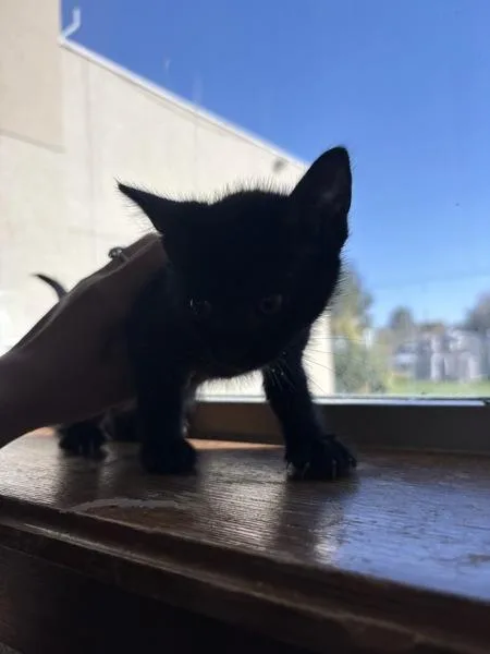 A baby small-sized female Domestic Short Hair cat named Spider for adoption in Kennewick, WA
