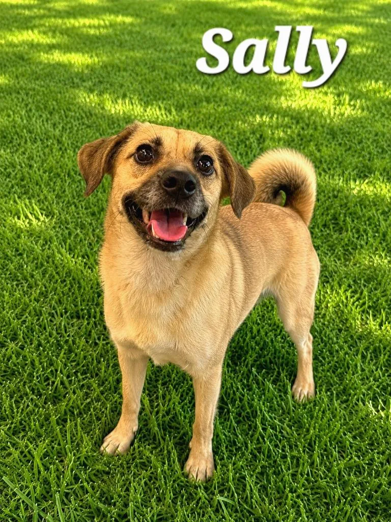 A young small-sized female Terrier dog named Sally Yrly for adoption in Sidney, OH