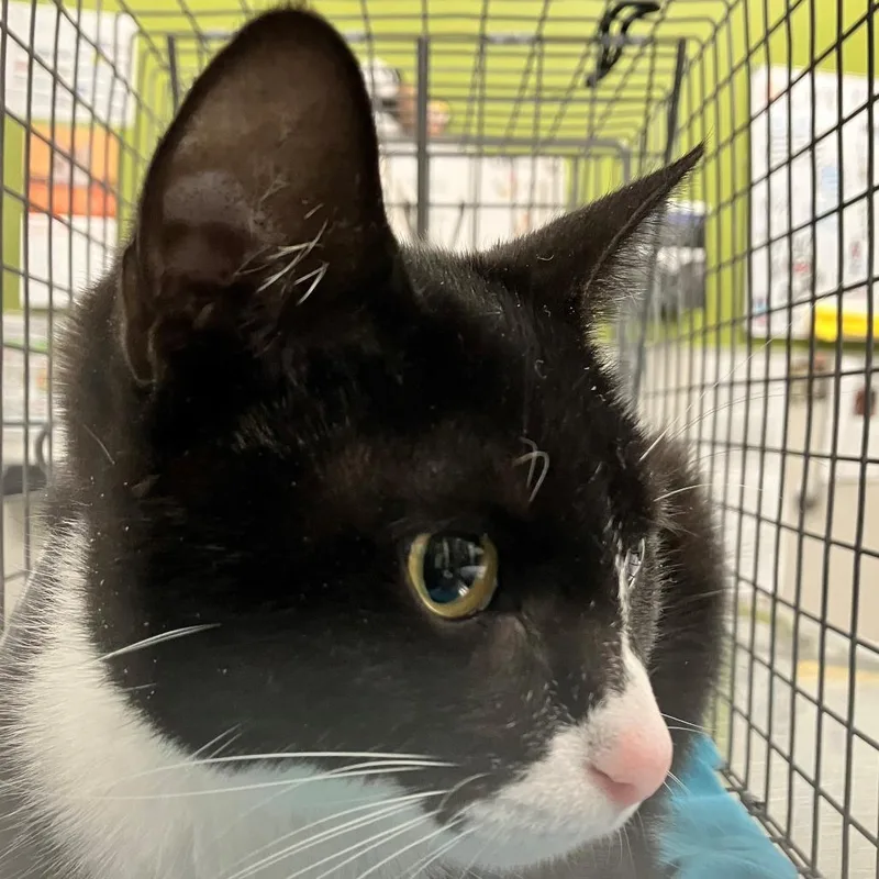 An adult small-sized female Black Domestic Short Hair cat named Gigi for adoption in Las Cruces, NM