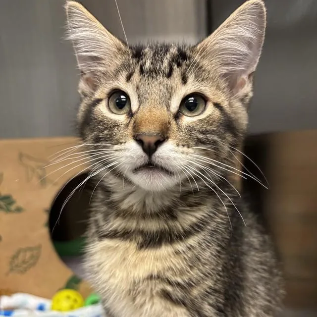 A baby small-sized male Domestic Short Hair cat named Travis for adoption in St. Louis, MO