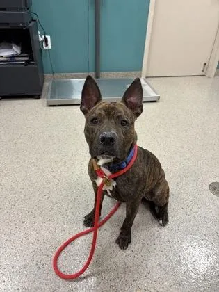 An adult large-sized male Pit Bull Terrier dog named Snickers for adoption in Fishers, IN