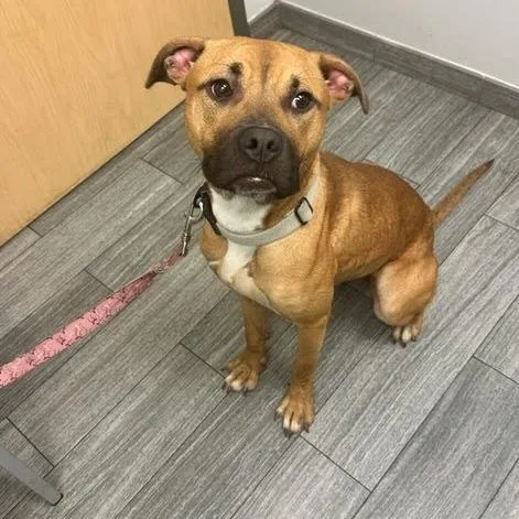 An adult large-sized female Brown / Chocolate Mixed Breed dog named Sweet Toof for adoption in Jacksonville, FL