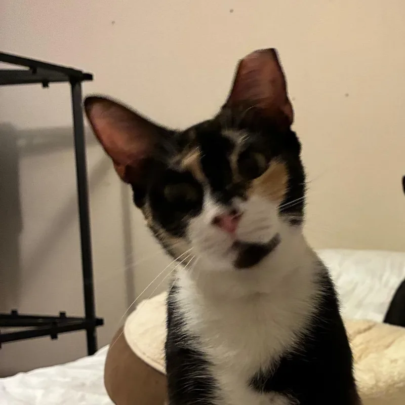 A young medium-sized female Calico Domestic Short Hair cat named Claire for adoption in Folsom, LA