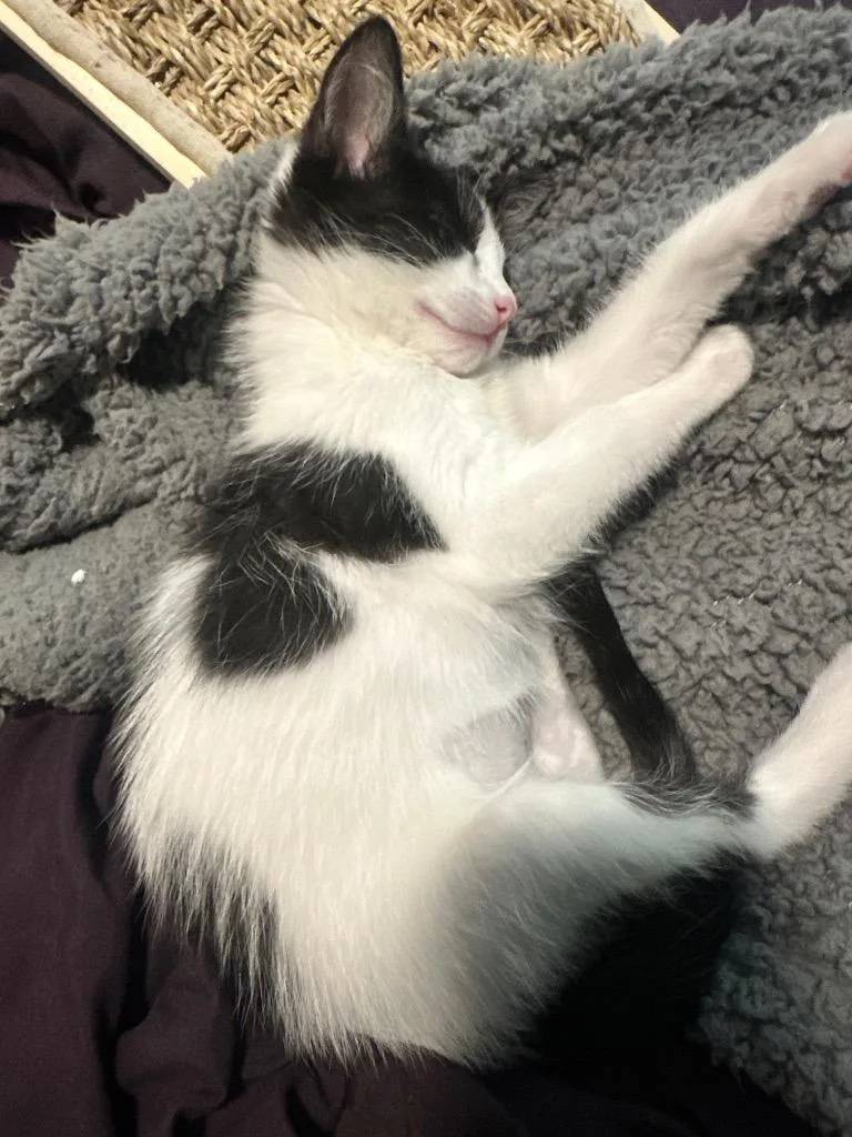 A baby small-sized female Domestic Short Hair cat named Thorne for adoption in Gilbert, AZ