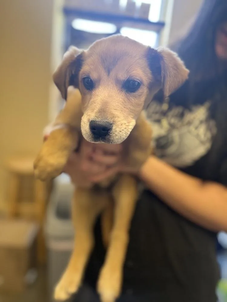 Brawner D thumbnail 2