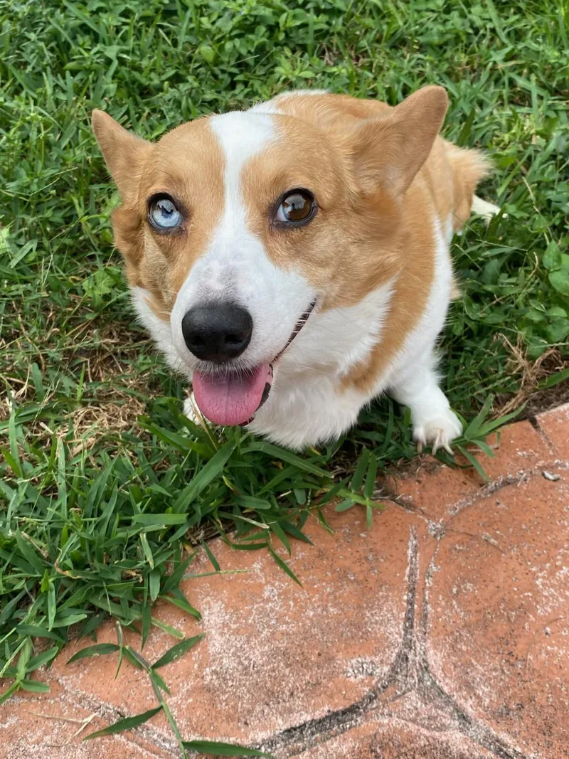 A young small-sized female Apricot / Beige Corgi dog named Phoenix for adoption in Fort Lauderdale, FL